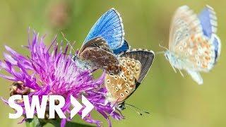 Käfer Biene Schmetterling – Natur faszinierend und bedroht  Geschichte & Entdeckungen