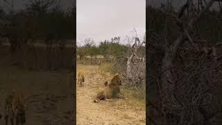 1 Lion Vs. 30 Hyenas