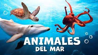 Los animales acuáticos para niños con vídeos  Animales del mar   Vocabulario para niños