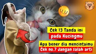 13 TANDA KUCING MENCINTAIMU  TANDA KUCING SAYANG PADA TUANNYA MEMBUAT KUCING NURUT SAMA PEMILIKNYA