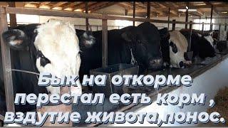 Бык на откорме перестал есть корм вздутие живота  понос 23.09.2021г.fattening bulls