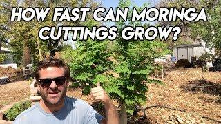 Moringa Cuttings How fast do they grow? - Ep208