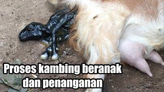 Proses kambing beranak dan penanganannya