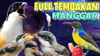 MASTERAN CENDET FULL TEMBAKAN KOLIBRI KELAPA  MANGGAR