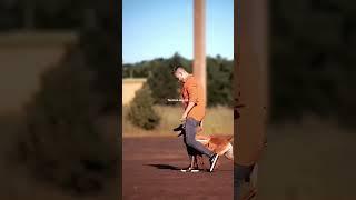 #tacticalshooter #dog #dogs #k9 #foryou #usa #tacticalk9 #shortsvideo #shortvideo #belgianmalinois