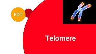 Frage des Tages 7 - Was sind Telomere?