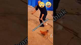 Ayam gak ada akhlak by Tiktok @1112tea