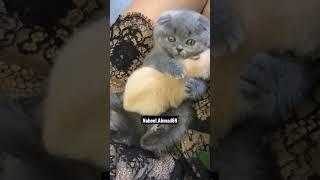 Cat Hugs a Dog  So Cute ️ #shorts #youtubeshorts #viral