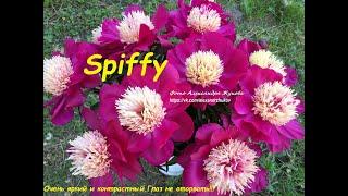 Spiffy peony Спиффи пион