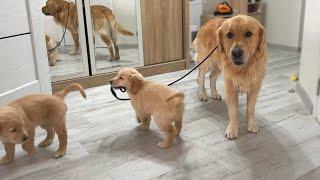 Cute Golden Retriever Puppies Try To Walk Their Dad