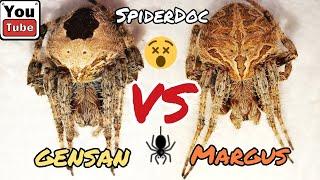 GENSAN vs MARGUS. JUMBO Spider Fight. Gagambang Talaan vs Gagambang LeonTigreng Dilawan.