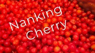 Step By Step To Making Cherry Jelly