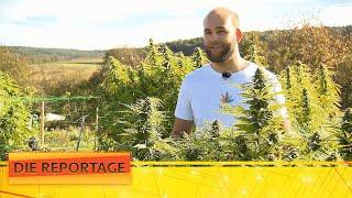 Industrielle Produktion von CBD-Gras  Das Geschäft mit dem Cannabis  12  Die Reportage  ATV