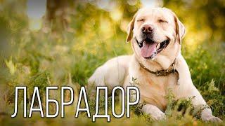 Labrador Retriever Seafarer  Interesting facts about dog breeds