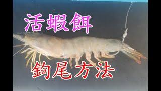 【釣魚新手教學 1620】《活蝦餌鉤蝦尾方法》