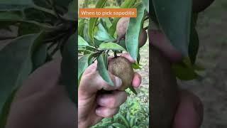 When to pick sapodilla