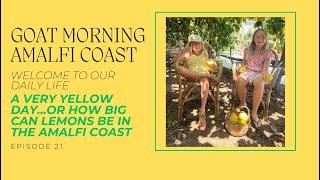 A VERY YELLOW DAY... OR HOW BIG CAN LEMONS BE IN THE AMALFI COAST  Goat Morning Amalfi Coast Ep.21