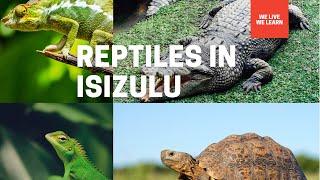 IsiZulu  Names of Reptiles In Zulu  By Motale Matakalatse