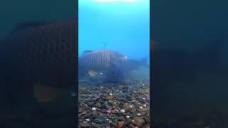 The moment a fish bites the bait #shorts