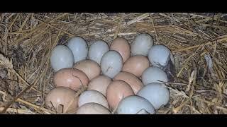 Всё о квочкахПочему у нас много квочекКакие куры садятся на яйца