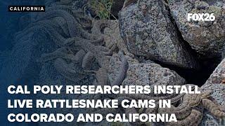 Cal Poly researchers install live rattlesnake cams in Colorado and California