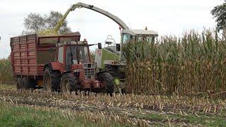 Mais hakselen met Claas Jaguar 860 en International Harvester 1056 XL Ergo-S 2021