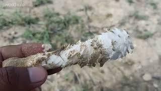 Mushrooms hunting in Pakistan  collecting fungi and mushrooms  edible mushrooms vs not edible