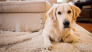 Funny Dog Video  A Very Golden Christmas