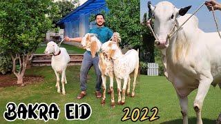 Alhumdulillah JNTV Qurbani Vlog - Fatehjangi Dhani Bull - Bakra Eid 2022