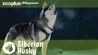 Siberian Husky Kein Hund für Anfänger