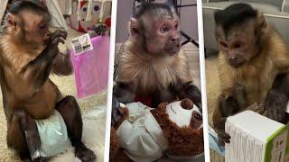 THE MONKEYS OF TIKTOK I TikTok Funny Monkey Videos Compilation