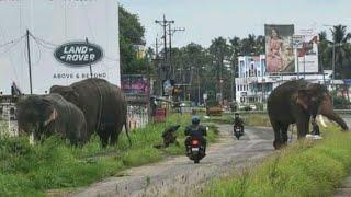 ഊട്ടോളി ആനകളെ റോഡിൽ മെയാൻ വിട്ടിരിക്കുന്നു uttolly elephants