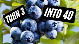 How to Propagate Blueberries  EASILY root Blueberry Cuttings