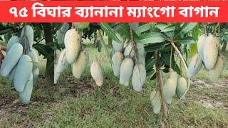 নওগাঁয় ৭৫ বিঘার ব্যানানা ম্যাংগো বাগান ।। 25 Acres Banana Mango Farm