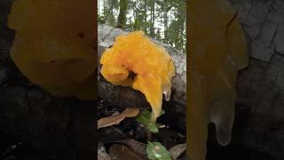 Ushy Gushy Jelly Fungus Squishy Squelchy Mushroom ASMR 