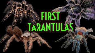 TOP 5 BEST 1st Tarantulas Easiest Pet Tarantula EVER