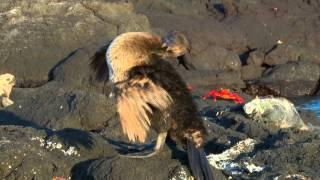 The Strange Flightless Cormorant of Galápagos