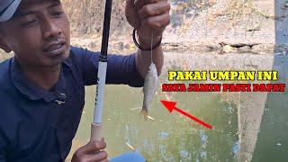 UMPAN NOL NIL‼️PALING GACOR UNTUK MANCING LIARAN