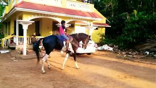 8 years old boy riding marwari  horse...Indian  horse riding