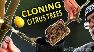 EASY CLONING OF CITRUS TREES  Air Layering Method for Citrus Trees