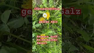 Löwenzahnblüten Rezepte  #löwenzahn #rezept #recipe