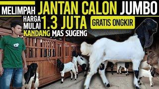 Mulai 13 JUTA SUDAH GRATIS ONGKIR SE JAWA  Kambing PE Kaligesing.