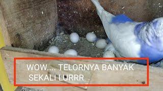 BELAJAR TERNAK PARKIT bertelur banyak