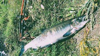 GIANTS HAVE ARRIVED CHUM SALMON