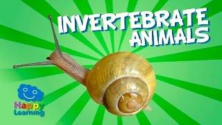 Invertebrate Animals  Educational Video for Kids