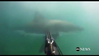 Great White Shark Attack GoPro Footage