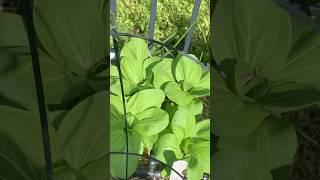 Bok Choy  #backyardgrocerystore #gardening