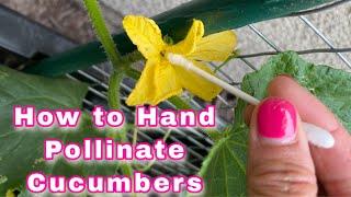 How to Hand Pollinate CucumbersDifferent Ways to Hand Pollinate Cucumbers