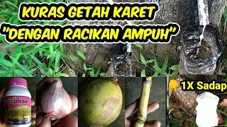 Testi Hasil Racikan Perangsang Getah Karet Ampuh