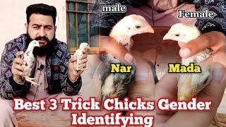 How To identify Aseel Chicks Male Or Female  Best 3 Tricks Chicks Gender Identification 